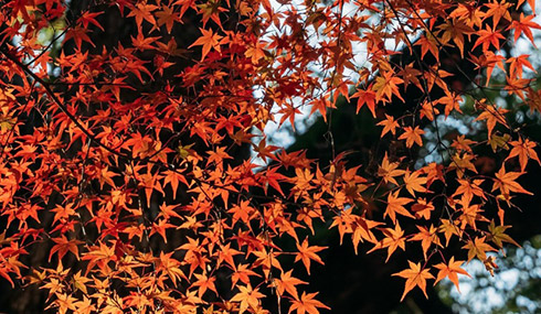 /material-alias/theme/japan/artimg/九州/竈門神社楓葉.jpg