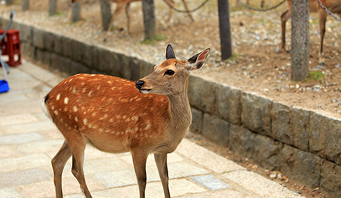 /material-alias/theme/japan/artimg/京阪神四國/奈良公園鹿.jpg