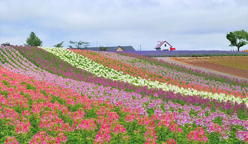 /material-alias/theme/japan/artimg/北海道/四季彩之丘2.jpg