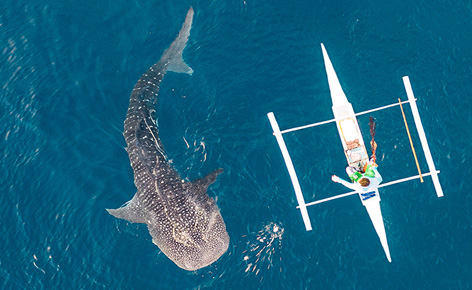 【宿霧Ｘ星宇航空】薄荷島、鯨鯊共舞５日