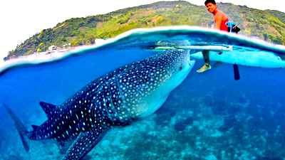 /material-alias/theme/philippines/boracay/img/鯨鯊01.jpg