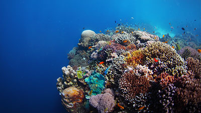 /material-alias/theme/philippines/cebu/img/cebu13.jpg